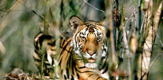 UN Photo: Tiger