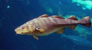 cod-ocean-fish-dark-water-sea