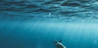 ocean