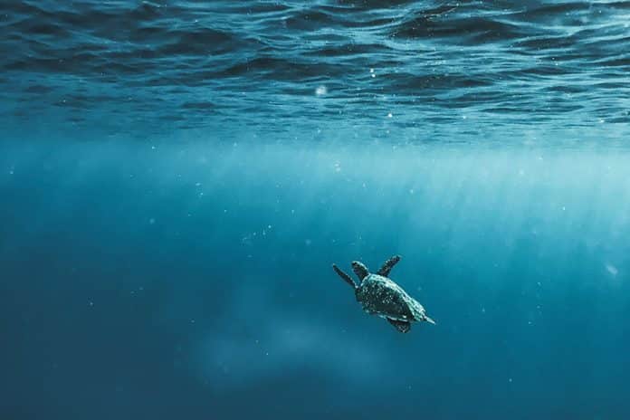ocean