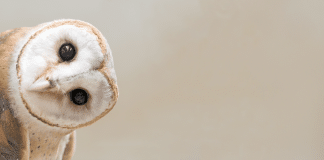 Photo: Anankkml/Adobe Stock