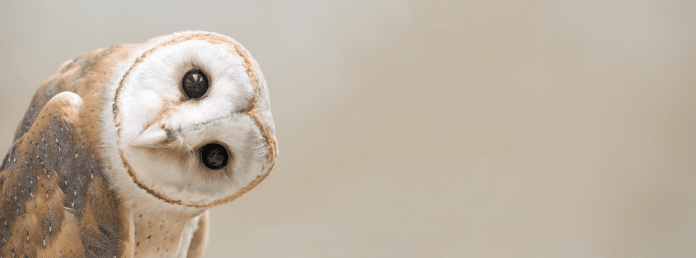 Photo: Anankkml/Adobe Stock