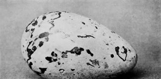 Great Auk egg | © Wikimedia Commons