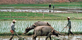 Swedish donation to help developing countries meet farm trade standards