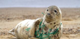 Plastic is hurting the Arctic Plastic Arctic
