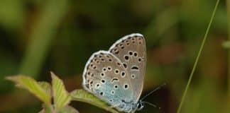 Image of the Large Blue butterfly