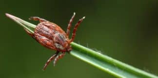 European Tick