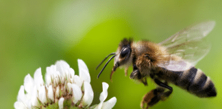 A native Irish honey bee and a flower