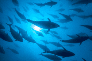 A pod of dolphins swimming together underwater