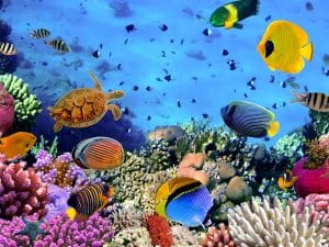 Lisbon Ocean Conference 2022