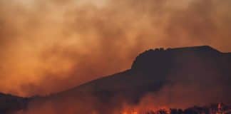 Forest on fire