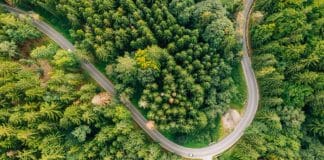 Road in the forest