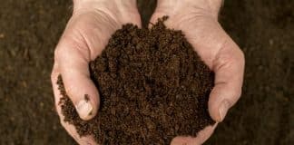 Photo of healthy compost ready for use