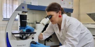 MSCFP student working with a microscope. Photo © Amelia Jansen van Vuuren