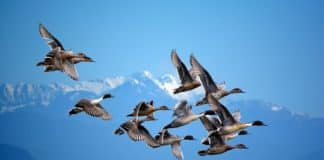 Migratory birds flying past a mountain top