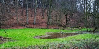 The Sonian Forest wetlands
