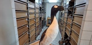 Stuffed Great Auk, Royal Belgian Institute of Natural Sciences, Brussels, Belgium © Björn Malmquist/RÚV