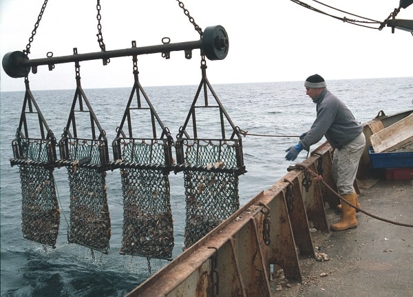 Scallop dredges