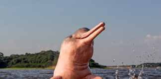 Amazon river dolphin