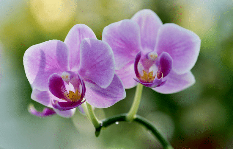 Orchid flower showing biodiversity of nature