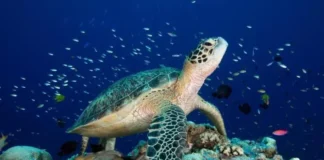 UNU: What is the High Seas Treaty and Why is it Important?