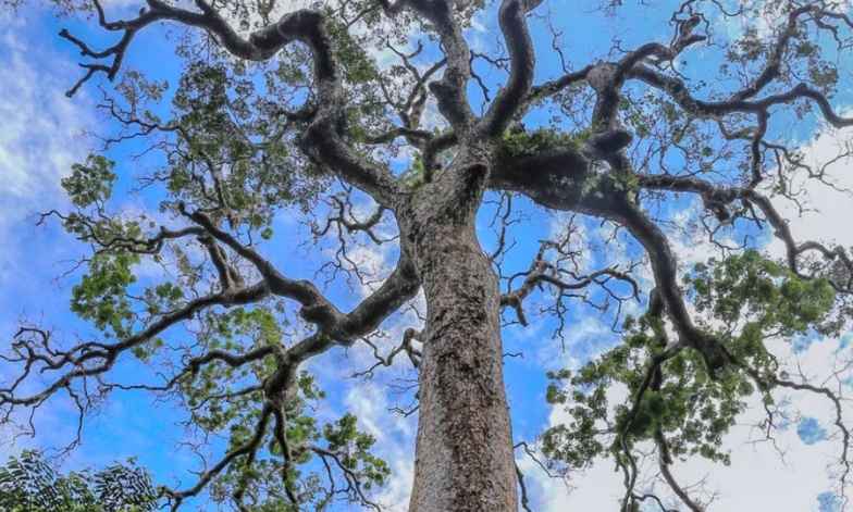 Single tree, close up © Photo Credit: J.L. Doucet