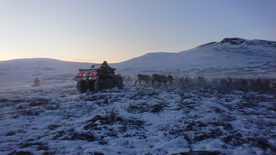 Reindeer herding with mountains in the background