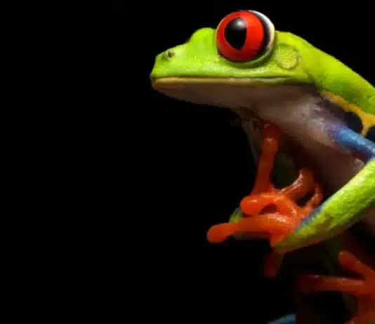 Here’s what to expect at a “pivotal” UN conference on biodiversity
