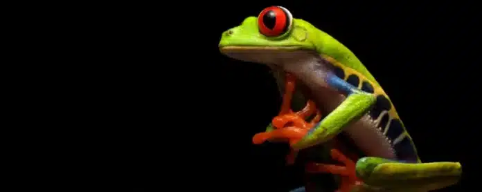 Frog