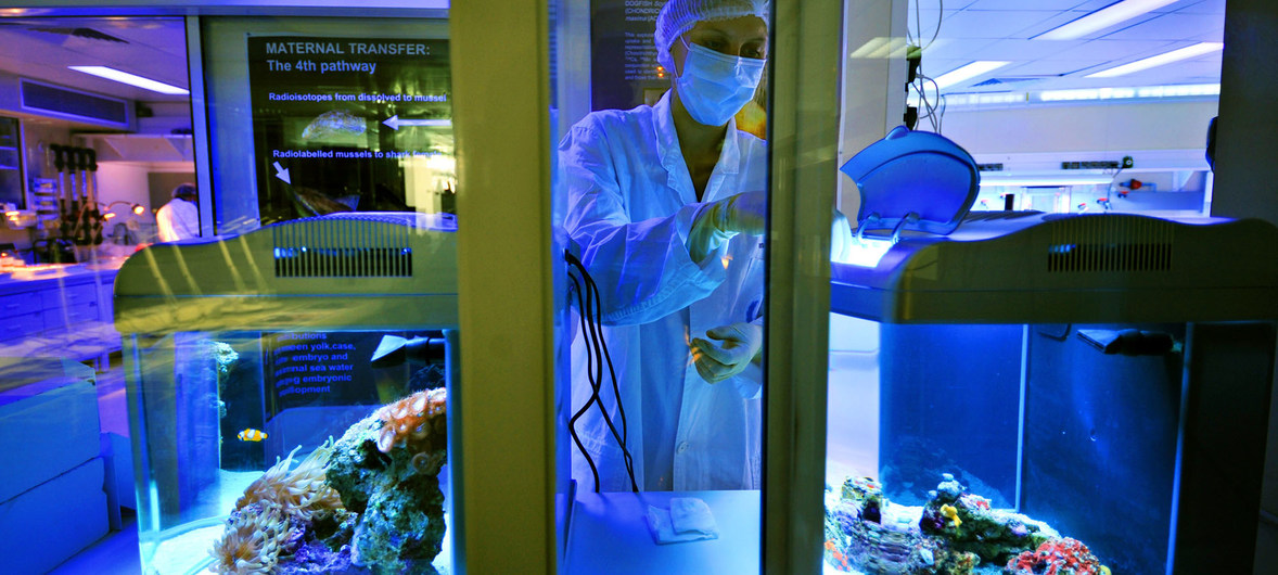 Científicos trabajando en los laboratorios del Organismo Internacional de Energía Atómica en Mónaco.