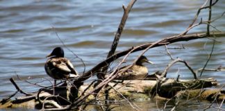 World Migratory Bird Day