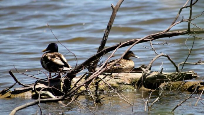 World Migratory Bird Day