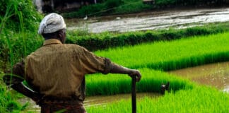 Agricultor en el campo