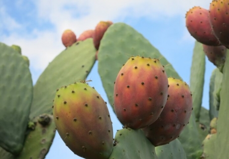 Los nopales