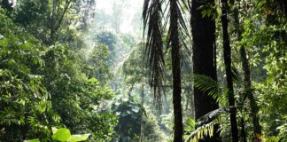 La selva de la Provincia Puntarenas, Gamba, Costa Rica
