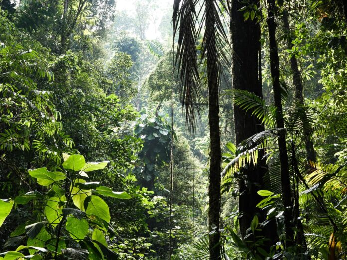 La selva de la Provincia Puntarenas, Gamba, Costa Rica