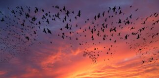 Aves Migratorias