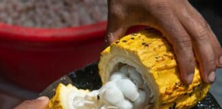persona partiendo la fruta del cacao, El Salvador
