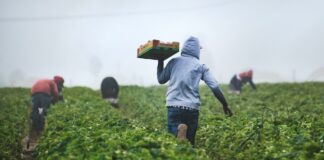 Recolectores de fresas en un campo