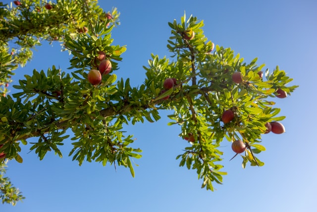 Arbol-nueces-argan-Marruecos