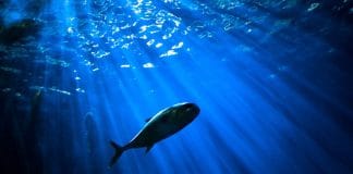 peces-oceano-azul