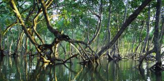 Bosque-manglares