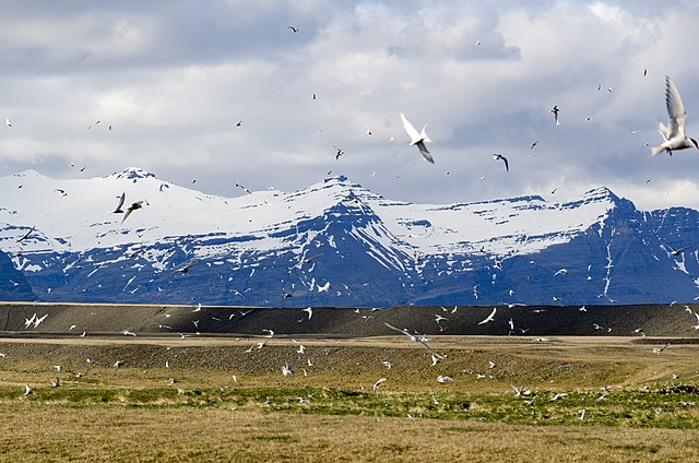 Lapintiira