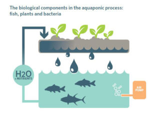 Aquaponics