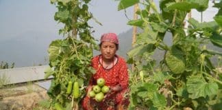 Patali Maya Tamang tuottaa kauden vihanneksia omalla maallaan. ©Rojita Mishra/FAO