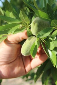 amandes vertes