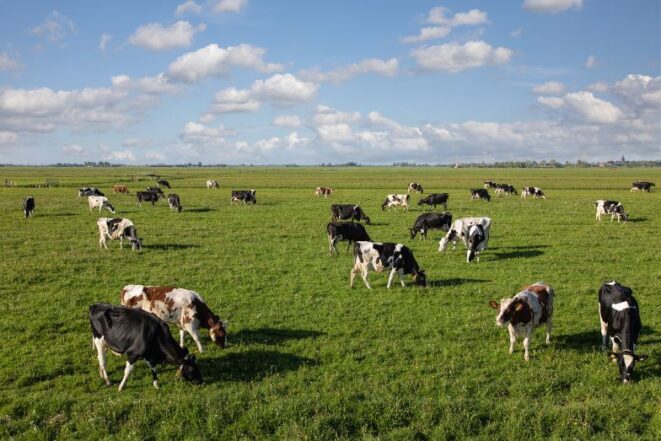 vaches broutent