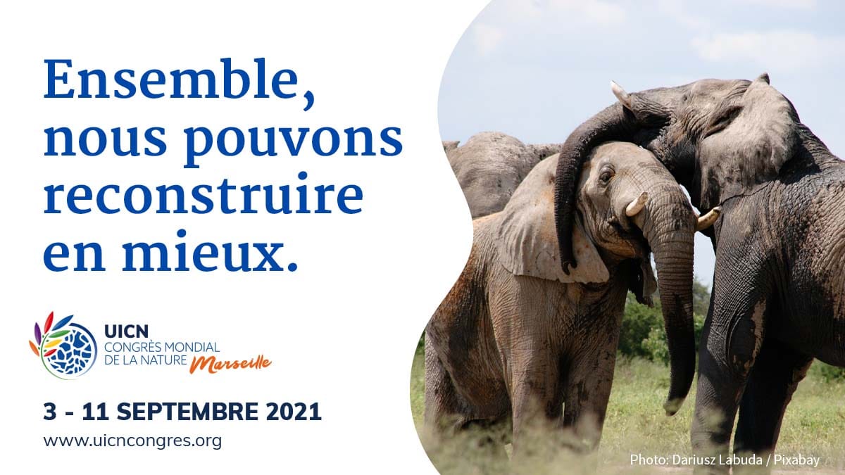 Deux éléphants et le texte ensemble nous pouvons reconstruire en mieux