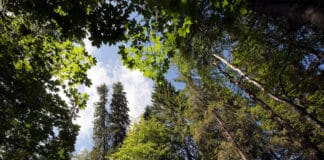 forêt