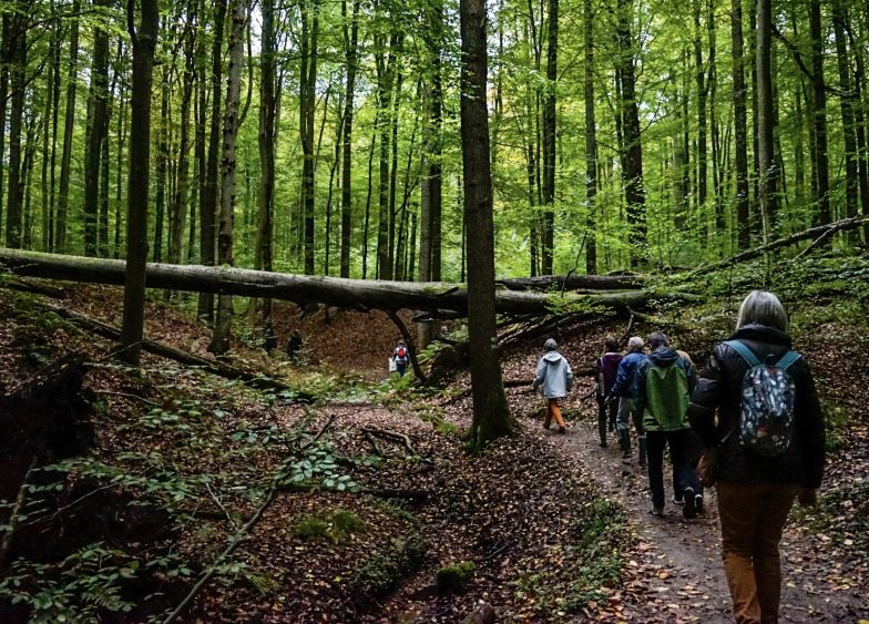 UNTrail 1 Le sentier de l'ONU dans la forêt de Soignes, à Bruxelles. © UNRIC